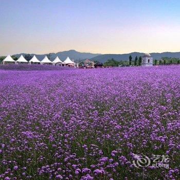 篷客露营成都紫颐香薰山谷营地酒店提供图片