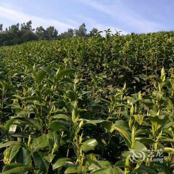 安吉芝林茶苑酒店提供图片