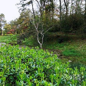 黄山素心草堂酒店提供图片