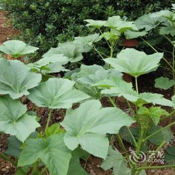 常州溧阳玉莲休闲山庄酒店提供图片