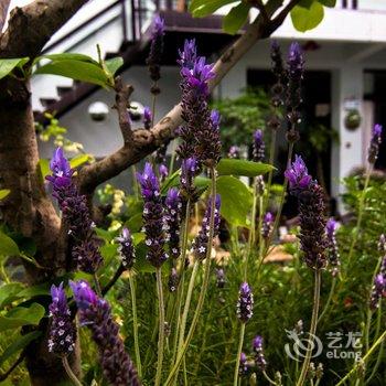 吉廓酒店(大理古城东玉街店)酒店提供图片