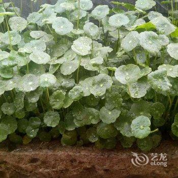 天台上岙里1号青霞居酒店提供图片