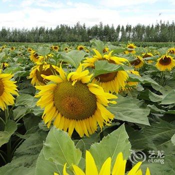 额尔古纳诺敏塔拉蒙古庄园酒店提供图片