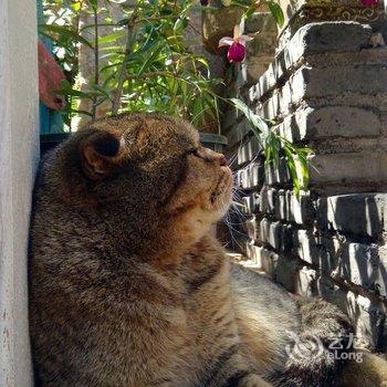 丽江束河听松观云客栈酒店提供图片