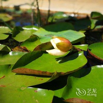 石林杏林大观园紫竹苑酒店酒店提供图片