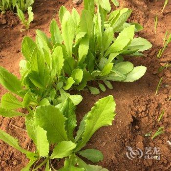 北海涠洲岛花元素客栈酒店提供图片