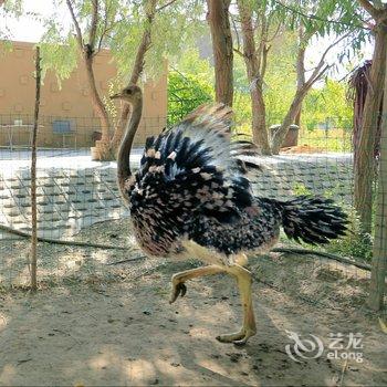 额济纳旗澜溪山庄酒店提供图片