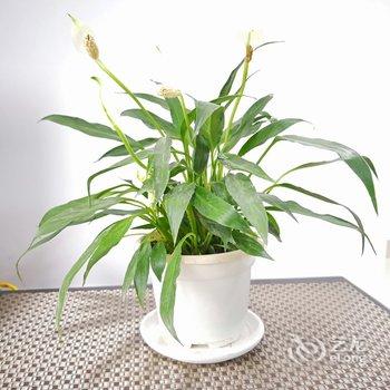 广州Da灰灰普通公寓酒店提供图片