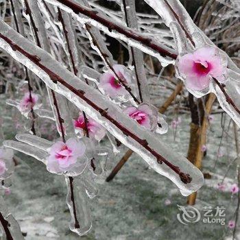 婺源红丽客栈酒店提供图片