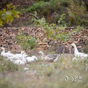 承德首旅寒舍·柏旅满塘四合院酒店提供图片