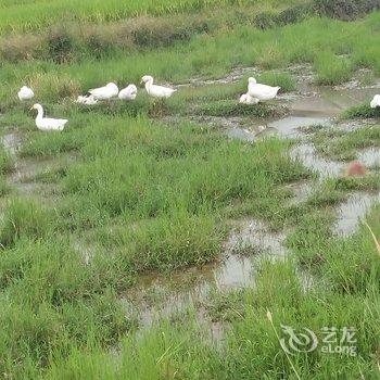 黟县碧山云海客栈酒店提供图片