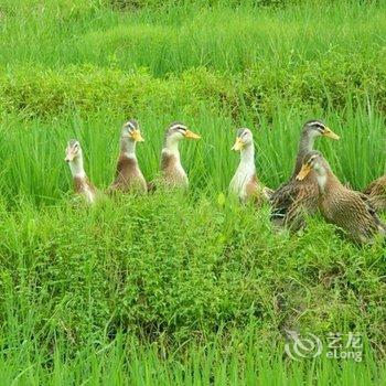 连山欧家梯田13号农家乐酒店提供图片