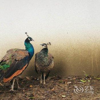 苏州江上屿酒店酒店提供图片