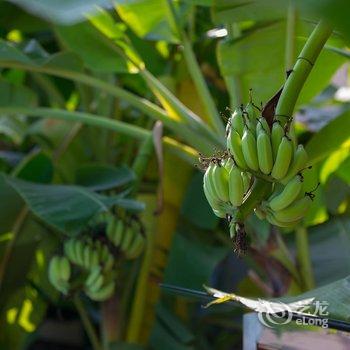 景洪新澜竹别墅大酒店酒店提供图片