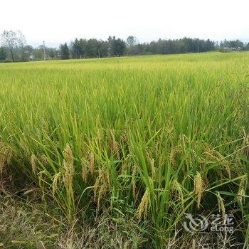 黟县碧山云海客栈酒店提供图片