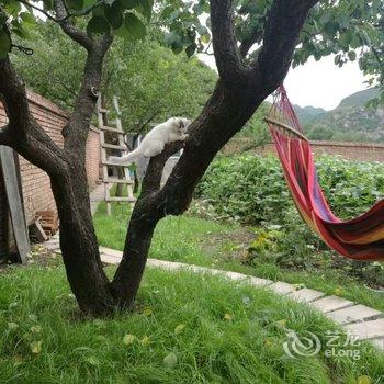 北京隐居山里深呼吸漫生活'孔雀小院'农家乐酒店提供图片