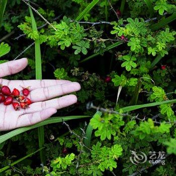 丽江千里走单骑·雪山庄园酒店提供图片