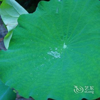 阳朔水埠头人家酒店提供图片