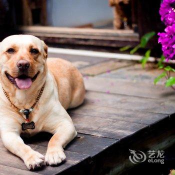 丽江丽锦度假酒店雪山语店酒店提供图片