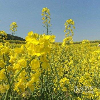 婺源江岭和谐山庄酒店提供图片