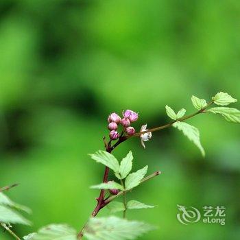 武隆仙女山清泉雅居生态农家乐酒店提供图片