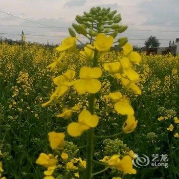 都江堰蕊鑫假日酒店酒店提供图片