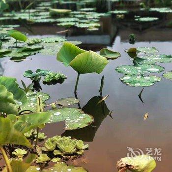 普者黑野牛部落客栈酒店提供图片