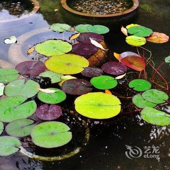 都江堰青城后山紫钰山庄酒店提供图片