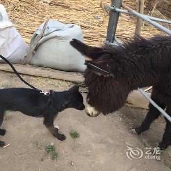 吐鲁番楼兰国际青年家园酒店提供图片