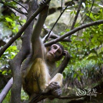 张家界铂珺别墅度假酒店酒店提供图片