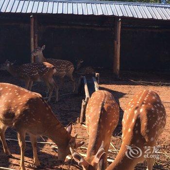 延边长白山鹿园山庄酒店提供图片