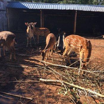 延边长白山鹿园山庄酒店提供图片