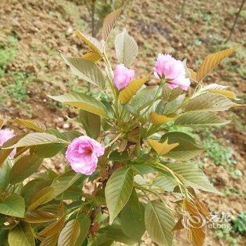 道真依山小筑客栈酒店提供图片