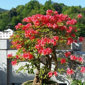 九华山华文山庄酒店提供图片