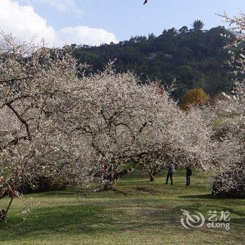 南投集集倍诗泰民宿酒店提供图片