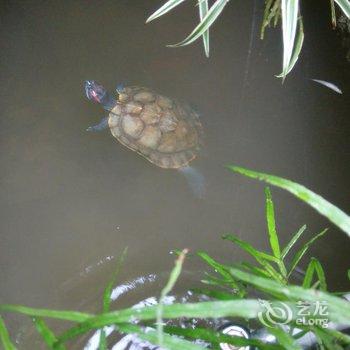 婺源菊芳客栈酒店提供图片