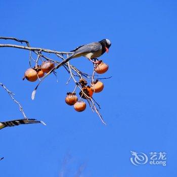 九华山东篱下悠然山居酒店提供图片