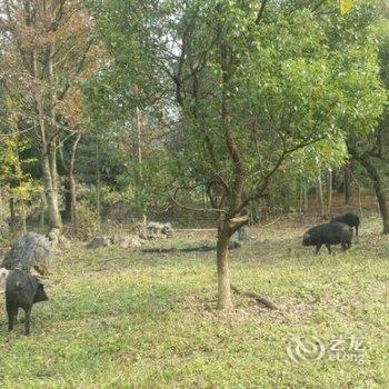 西递流水人家客栈酒店提供图片