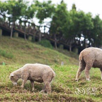 南投清境宿雾山宛酒店提供图片