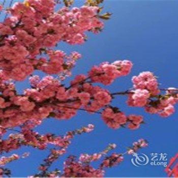 宕昌黄翠翠公寓酒店提供图片