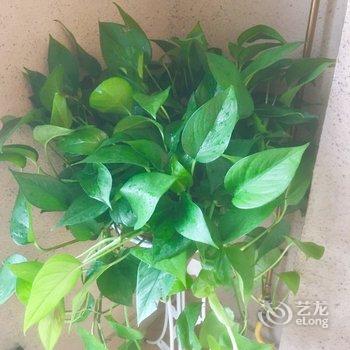 泸州梅梅云公寓酒店提供图片
