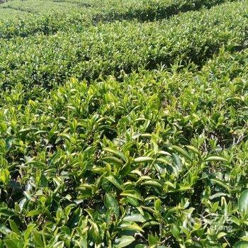 漳州云水谣拾光小栈酒店提供图片