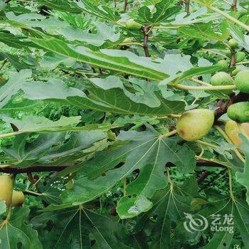 天目山月亮玖号民宿酒店提供图片