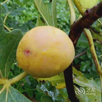 天目山月亮玖号民宿酒店提供图片