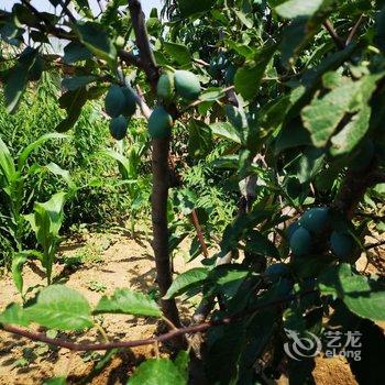 锦州机器猫的小熊特色民宿(2号店)酒店提供图片