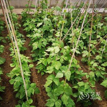 锦州机器猫的小熊特色民宿(2号店)酒店提供图片
