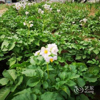 锦州机器猫的小熊特色民宿(2号店)酒店提供图片