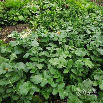 天目湖缘来小家民宿酒店提供图片