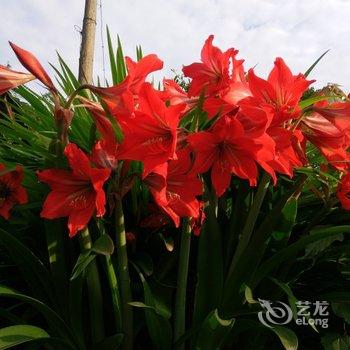 洪雅聚友园民宿酒店提供图片