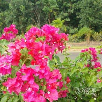 临高松林民宿酒店提供图片